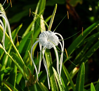 Florida Wild Flowers