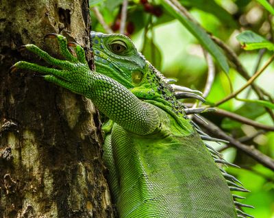Green Iguana head