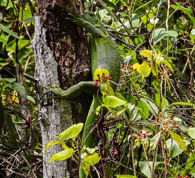 Green Iguana