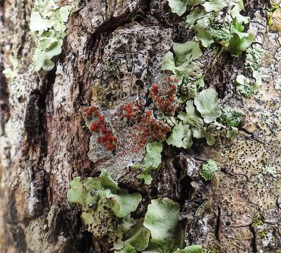 Ramboldia Lichen  with red Apothecia