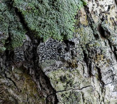 Script Lichen