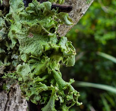 Wonderful world of Lichen