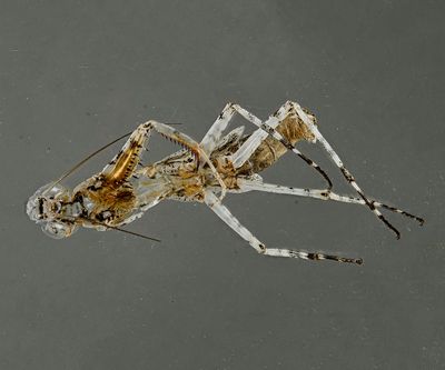 Praying Mantis exoskeleton -after molting-