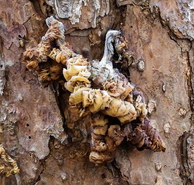 Jelly tree fungus