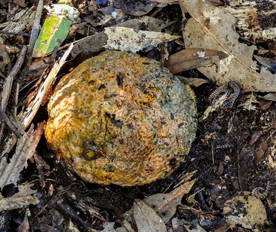 Woodland fungus with worms