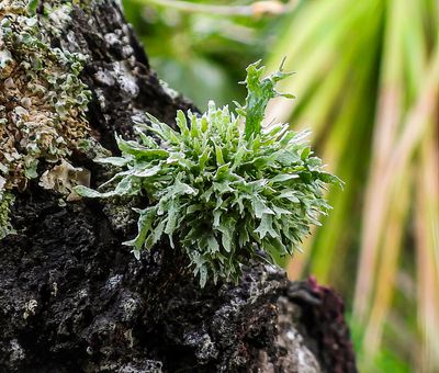 small Foliose Lichen
