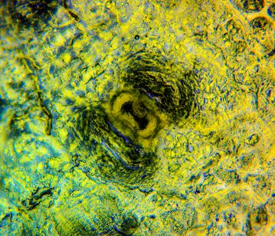 dumbbell shaped -Cactus stomata-