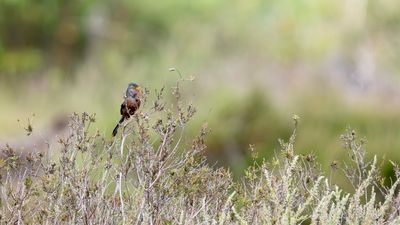 Dartford warbler singing, Esher