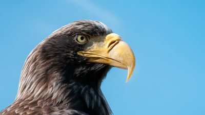 Stellar's sea eagle up close