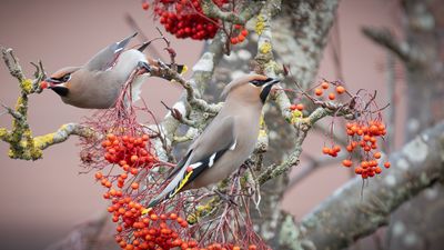 European Waxwing pair feeding