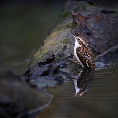 Treecreeper with tail in water, Swell (S).jpg