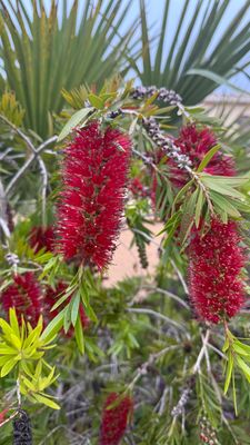 Les fleurs de mon jardin