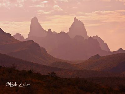 MULE EARS