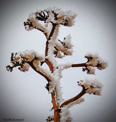 Agave in Winter.jpg