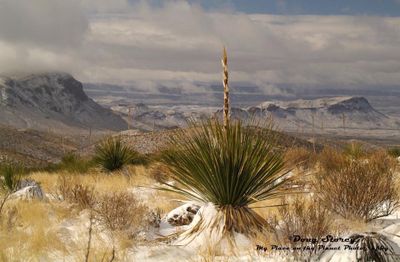 Sotol Vista (3).jpg