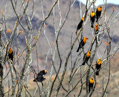 yellow headed blackbird.jpg