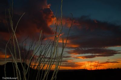 A setting sun's last dance..jpg