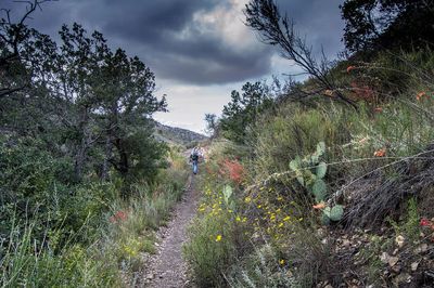 Laguna Meadow trail..jpg