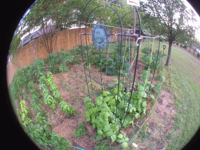 assorted_garden_photos