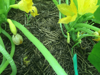 IMG_0903.gif