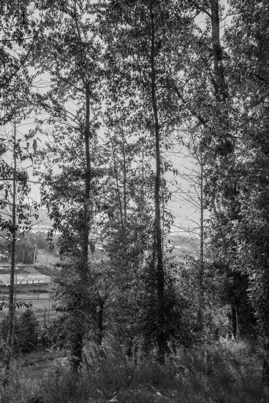 20250609-L1002837.jpg