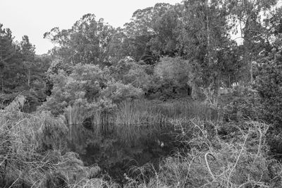 g13/38/601138/3/174732402.825d2736.JPEG