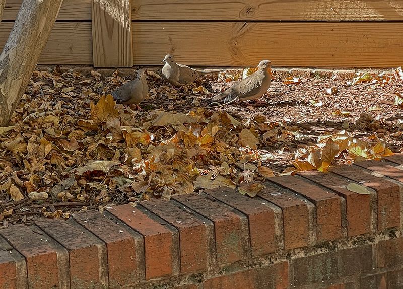 New neighbors