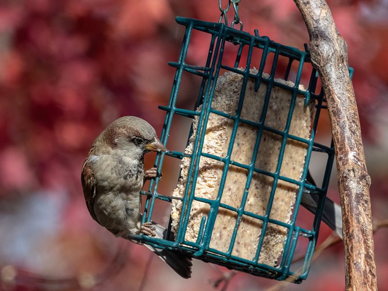 Determined sparrow