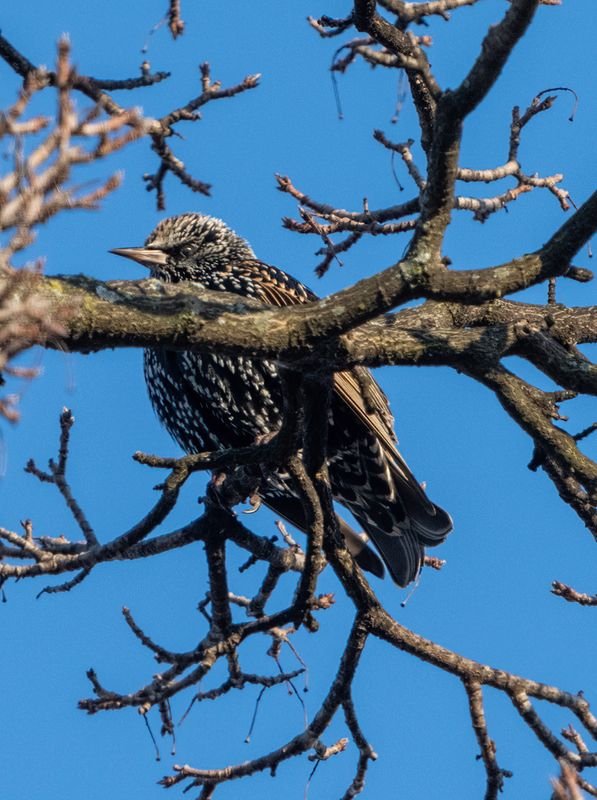 Hiding in the branches
