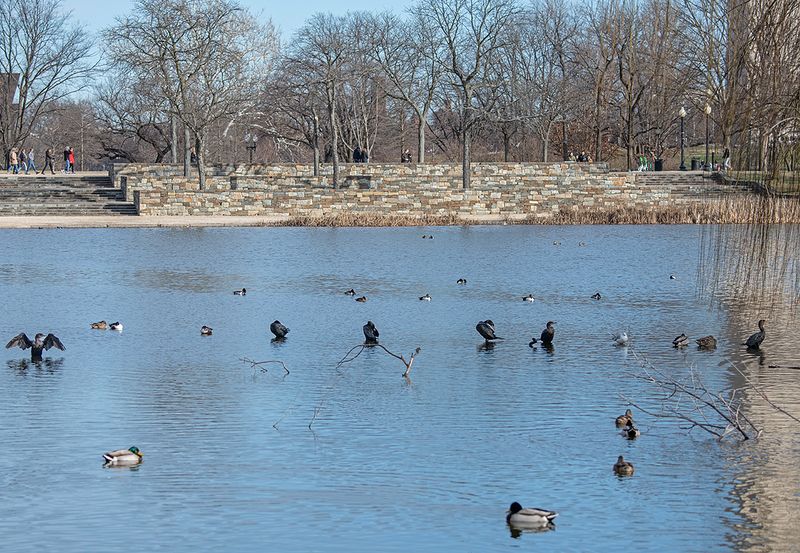 Cormorant crowd at Constitution Gardens