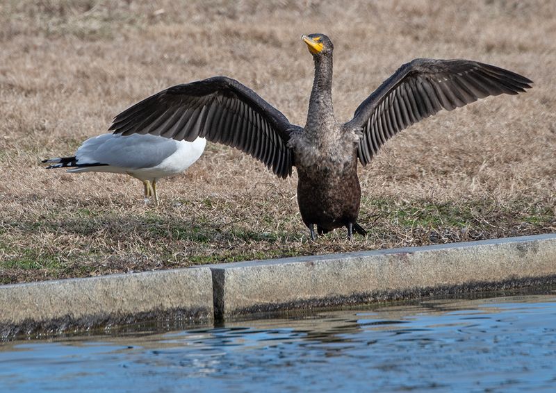 Member of the cormorant convention