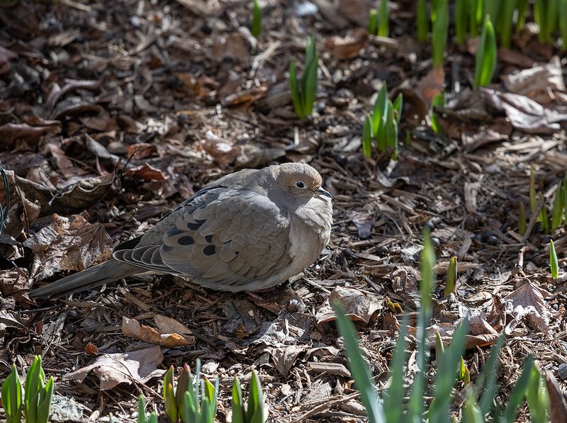 Cold mourning dove