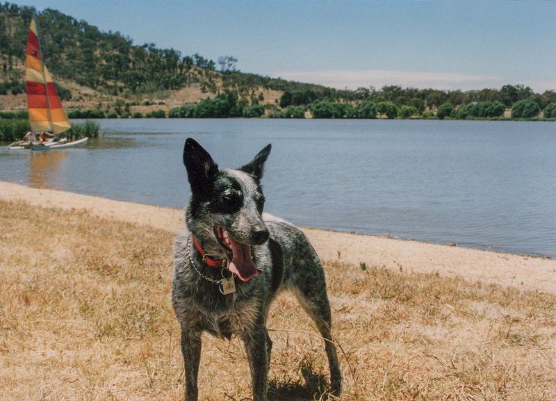 After a dip in Lake Burley Griffin