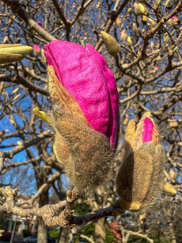 Ready to burst