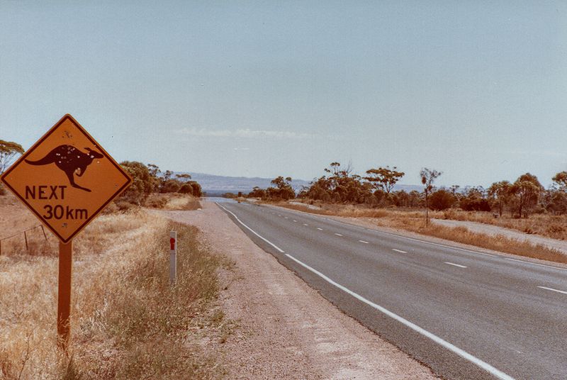 Kangaroos next 30 km