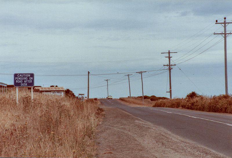 Penguins on road after dusk