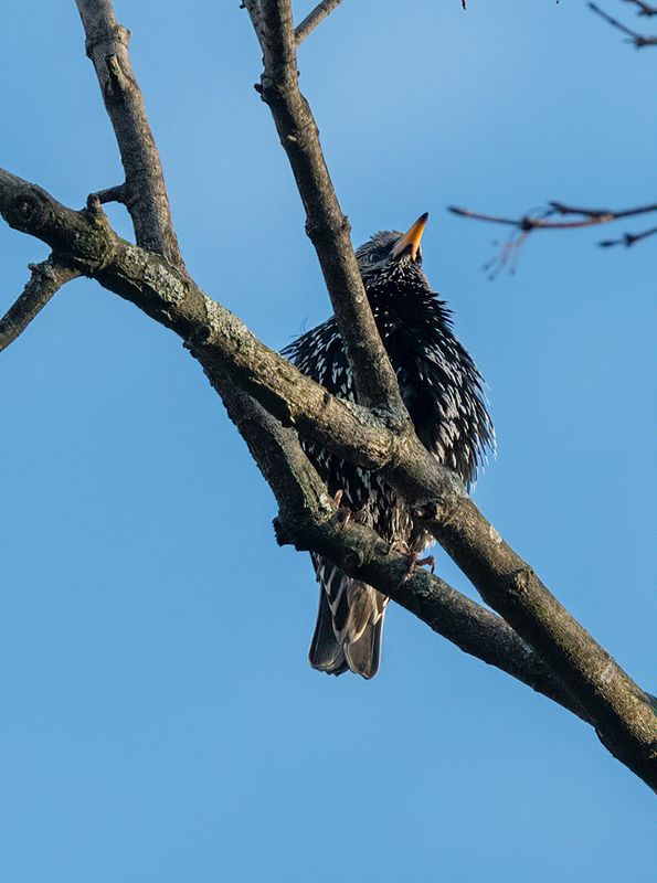 High-up starling