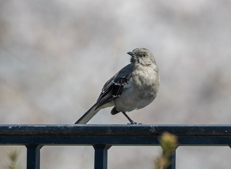 Mockingbird enjoying the cherry blossoms