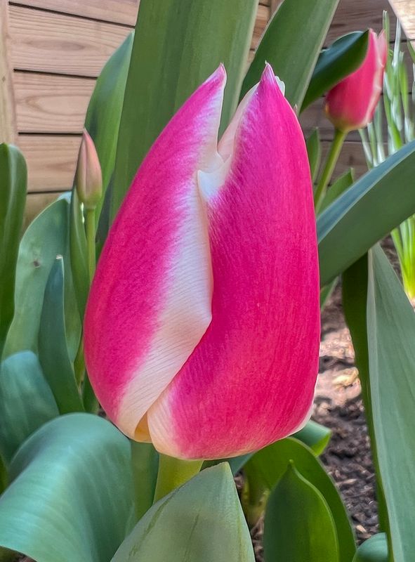 Spring has really sprung!