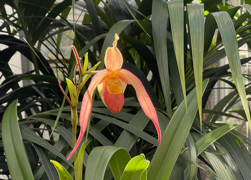 Exotic