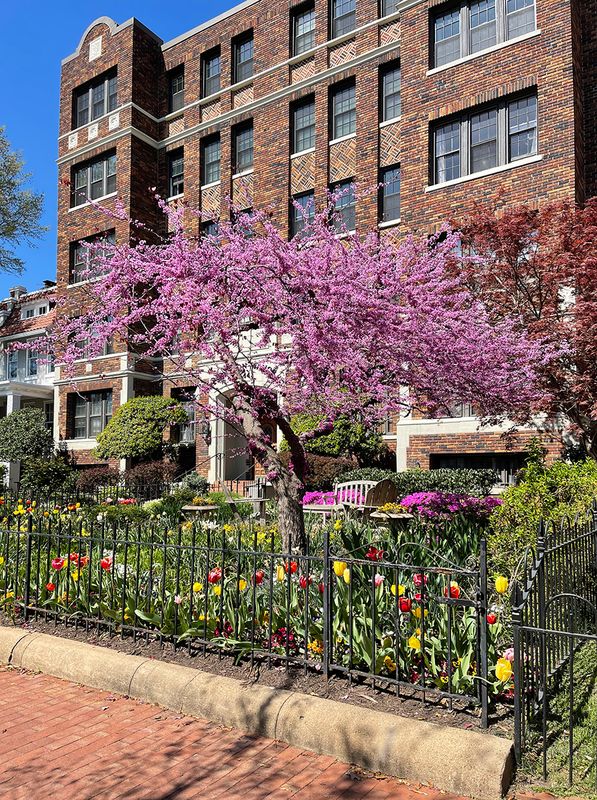 Another spring display on Capitol Hill