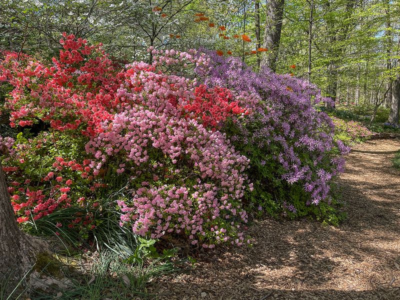 Along the trail