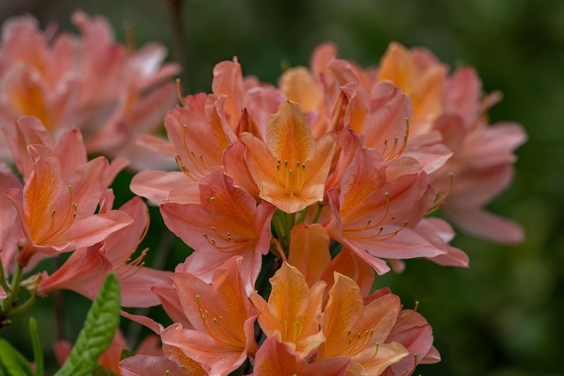 Yellow in a sea of pink