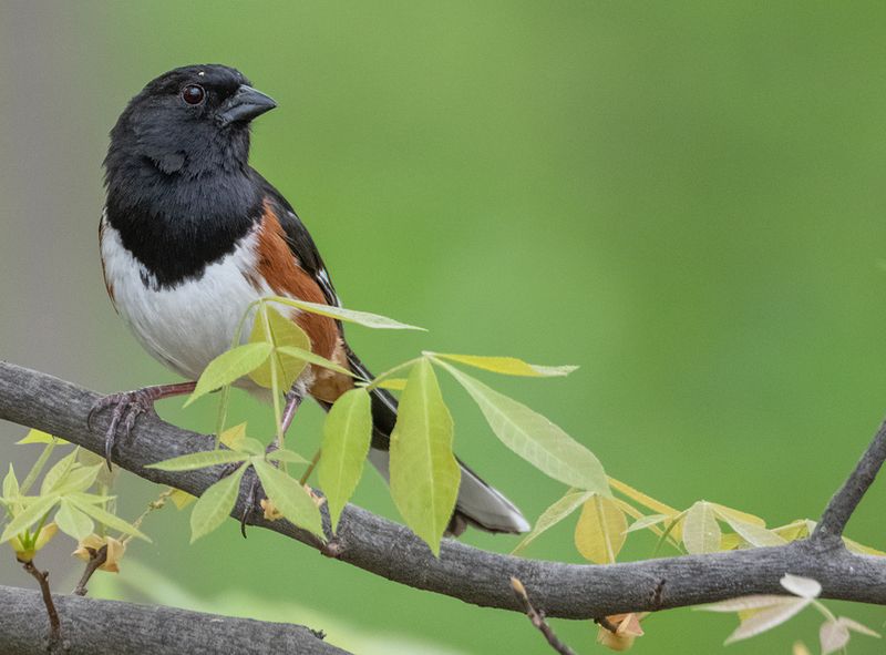 A new bird!