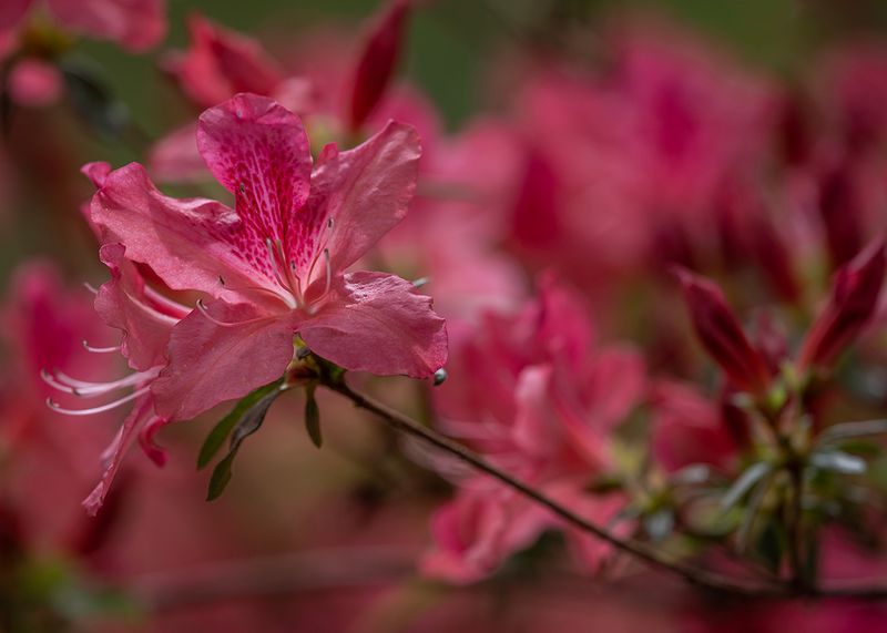 Pink azaleas