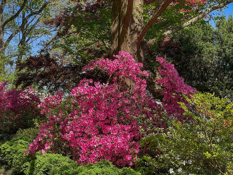 The azalea tree