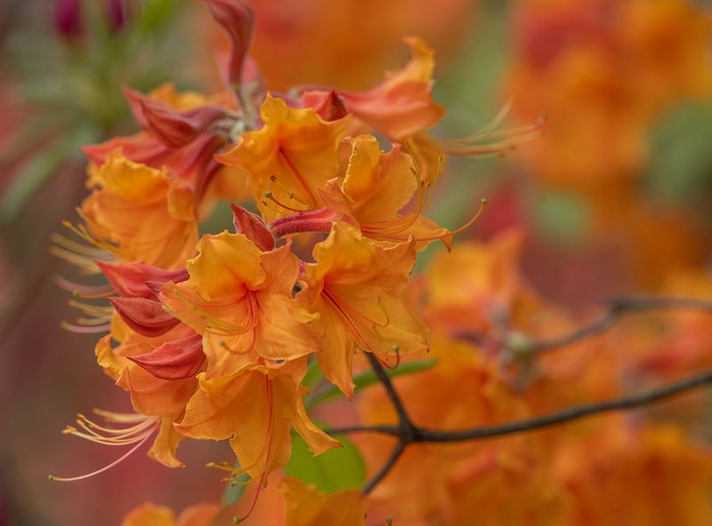 Golden azaleas