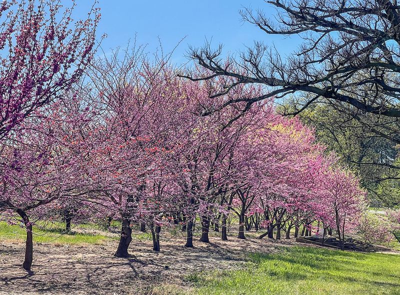 Redbud row