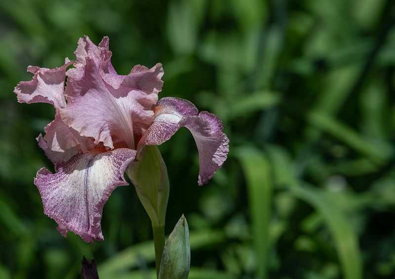 First iris of the season