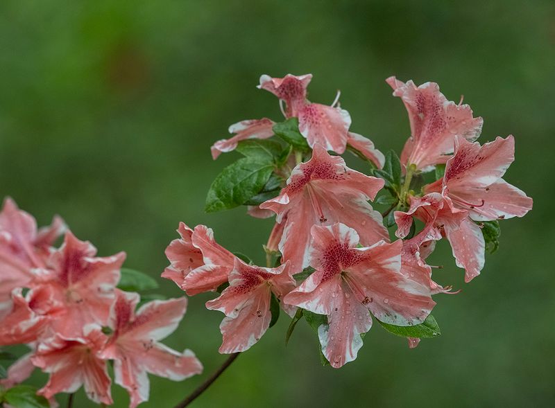 Late bloomer